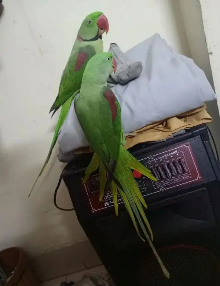 Kashmiri Raw Breeder Pair Active Healthy — photo 2