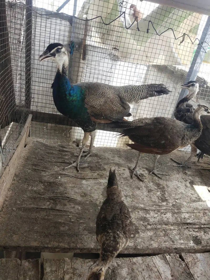 peacock blue shoulder — photo 4