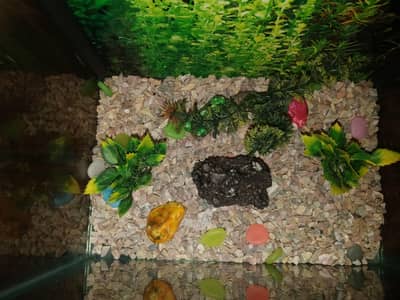 Aquarium with Oxygen and new Filter and accessories