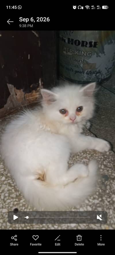 Persian kitten for sale