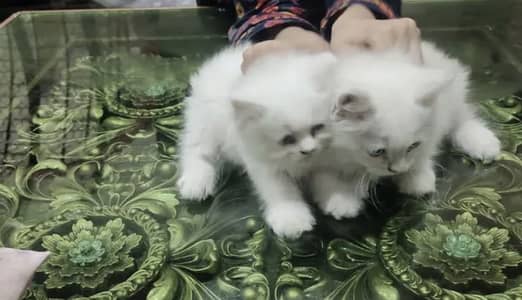 Persian cat kitten