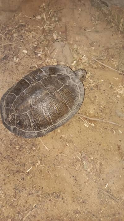 Red Eared Slider Turtle 2 year old