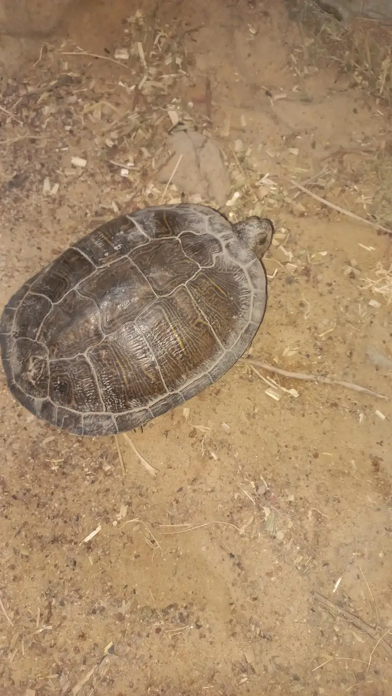 Red Eared Slider Turtle 2 year old