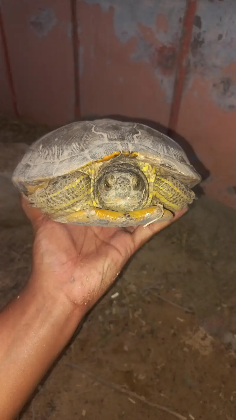 Red Eared Slider Turtle 2 year old — photo 2