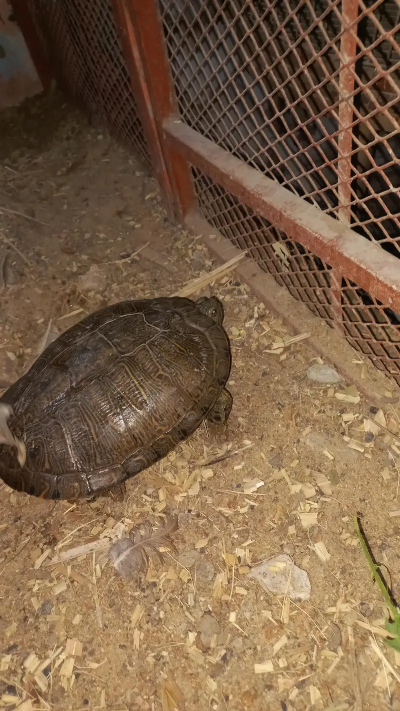 Red Eared Slider Turtle 2 year old — photo 3