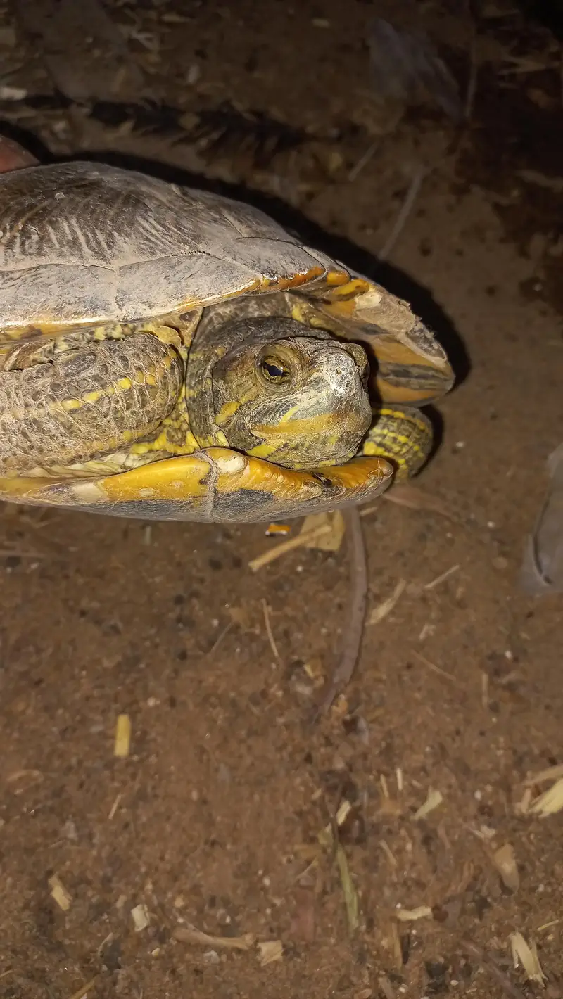 Red Eared Slider Turtle 2 year old — photo 4