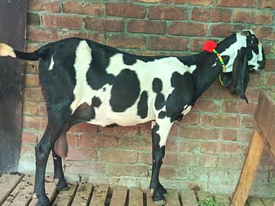 beetal gaban bakri