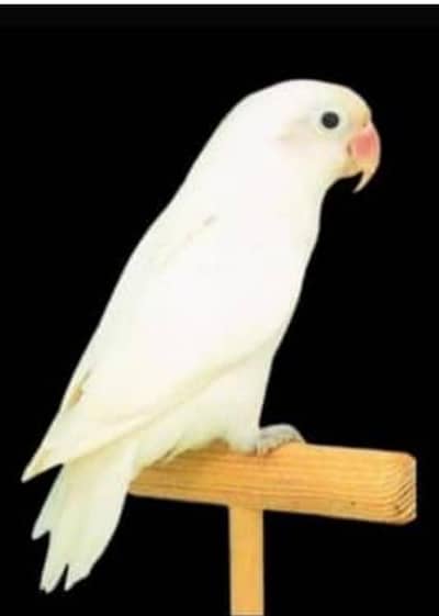 albino black eye
