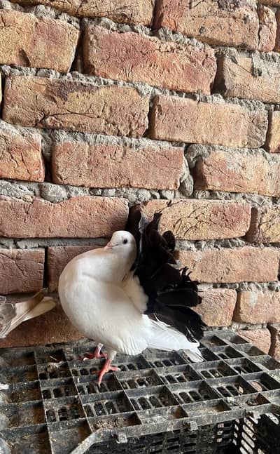 Black tail 2 pair
