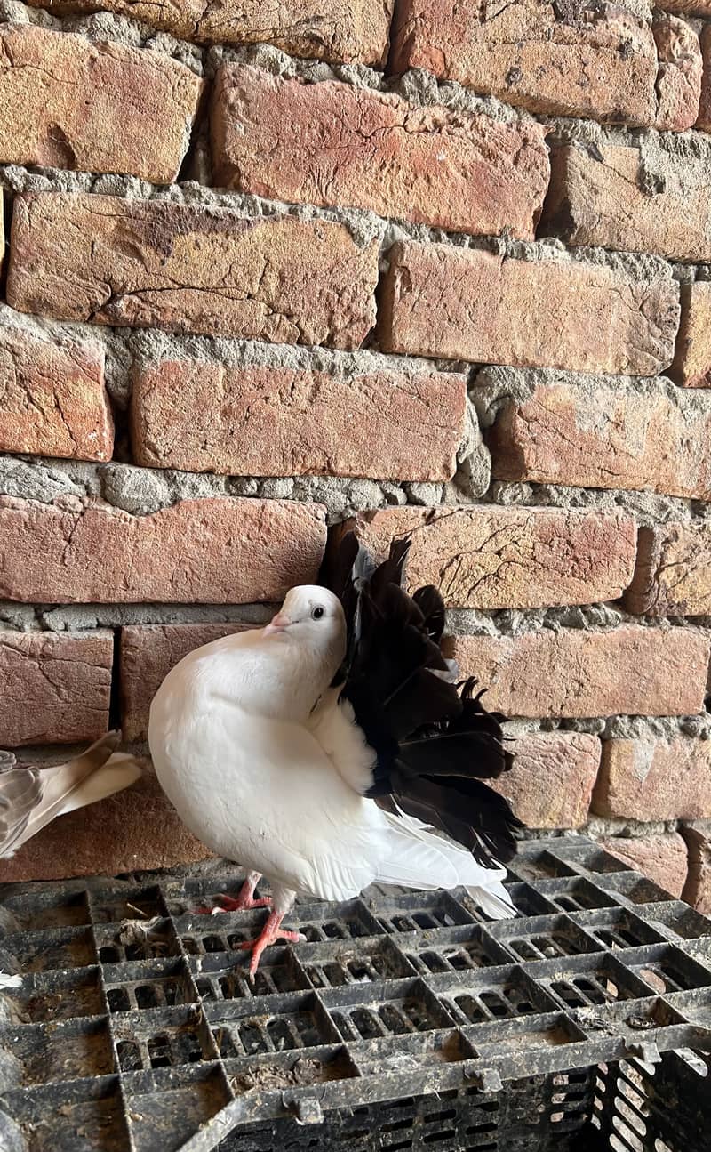 Black tail 2 pair 0