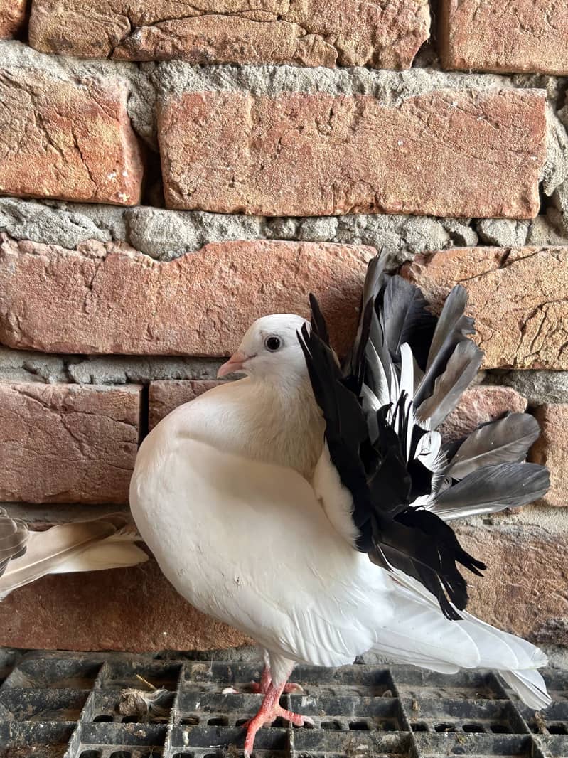 Black tail 2 pair 2