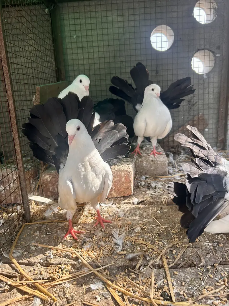 Black tail 2 pair — photo 4