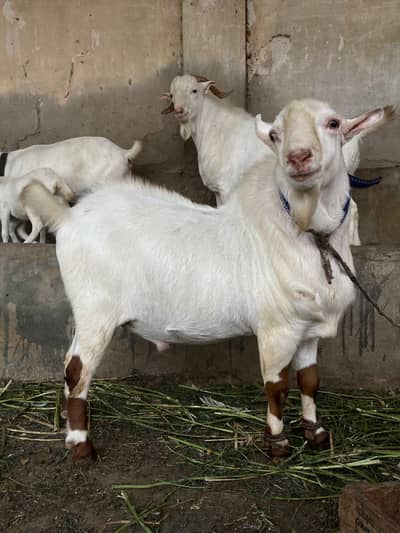 Teddy Munda breeder