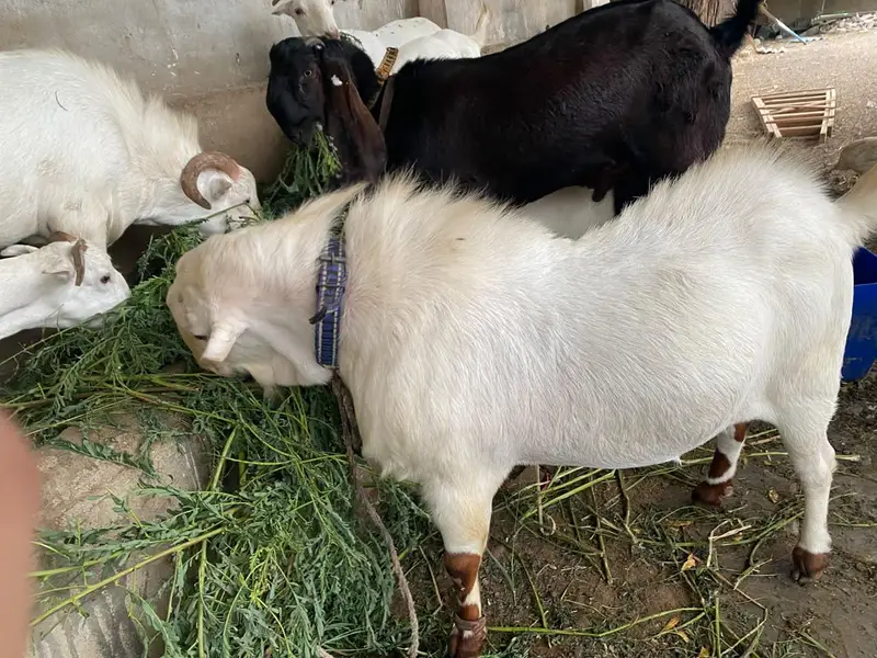 Teddy Munda breeder — photo 2