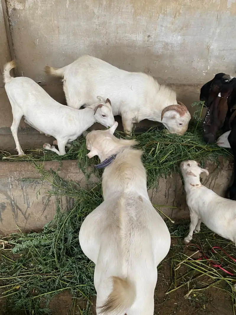 Teddy Munda breeder — photo 3