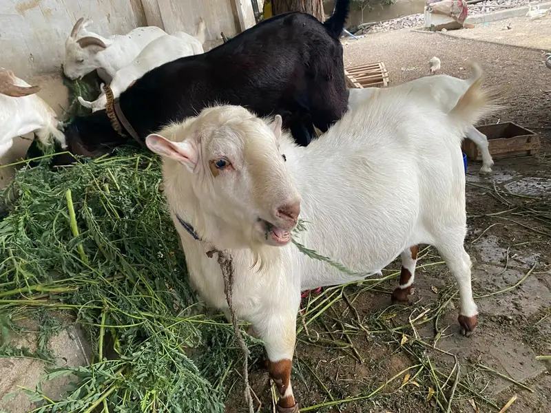 Teddy Munda breeder — photo 4