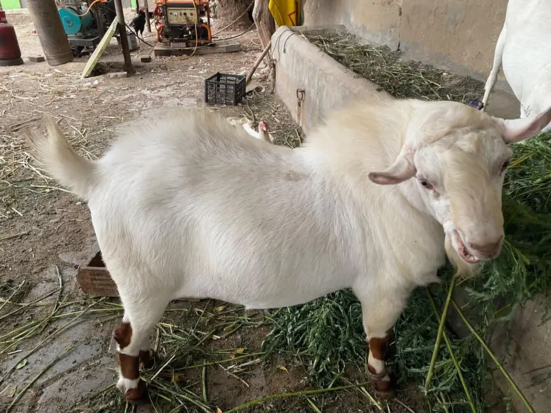 Teddy Munda breeder — photo 5