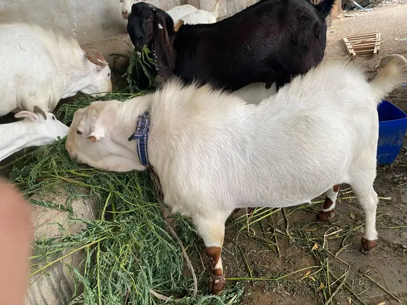 Teddy Munda breeder — photo 6