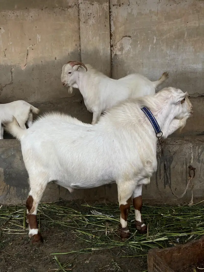 Teddy Munda breeder — photo 7