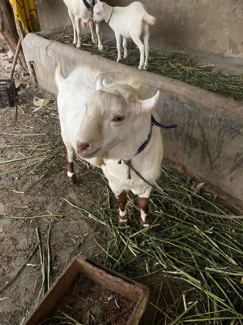 Teddy Munda breeder — photo 8