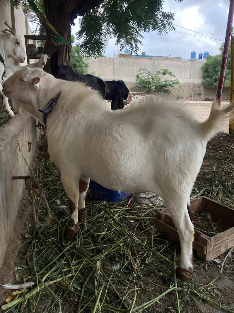 Teddy Munda breeder — photo 10