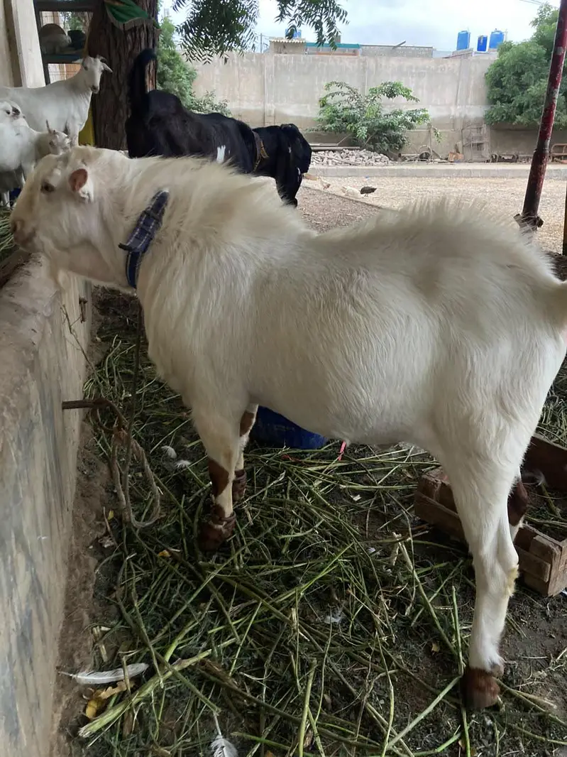 Teddy Munda breeder — photo 11