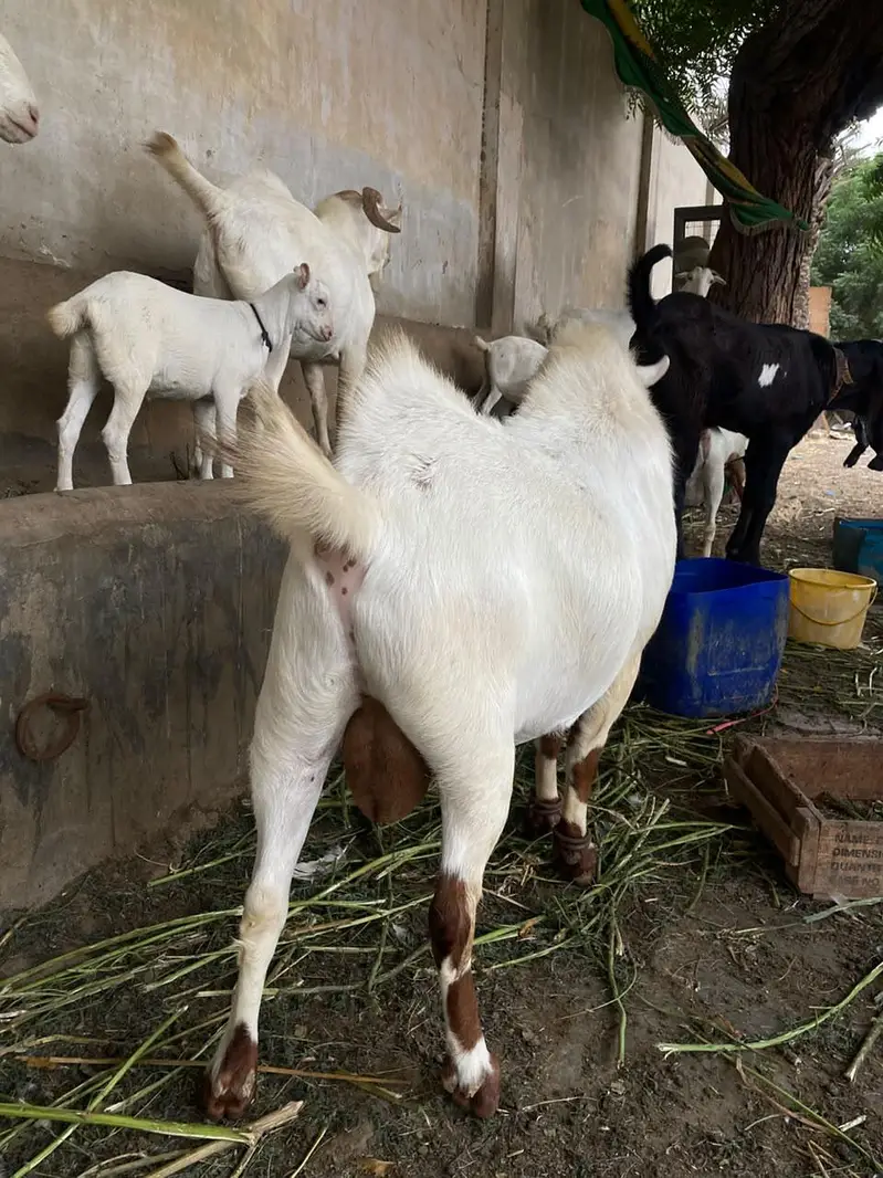 Teddy Munda breeder — photo 12