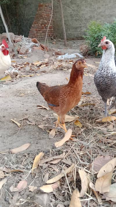 Golden Desi Hen For Sell