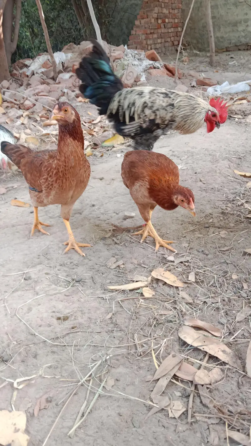 2 Golden Desi Hen For Sell — photo 3