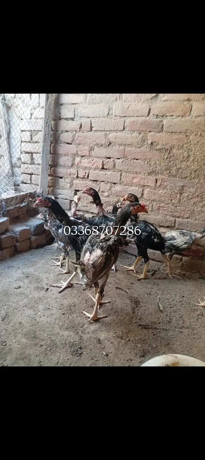 Aseel 3.3. 6.8. 7. o. 7.2. 8.6 — photo 2