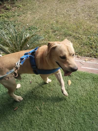 Labrador Male urgent sale