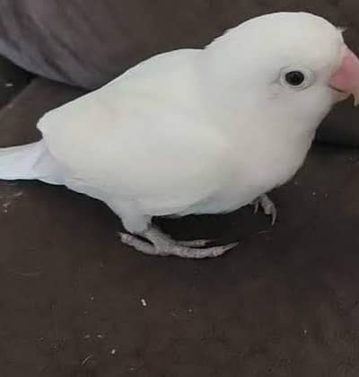 paper white love birds