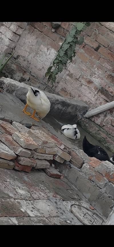 DUCKS FOR SALE 2 MALE 7 FEMALE