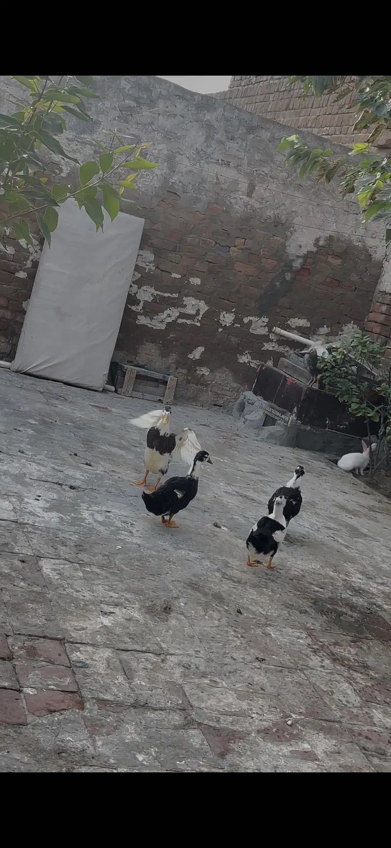 DUCKS FOR SALE 2 MALE 7 FEMALE — photo 2
