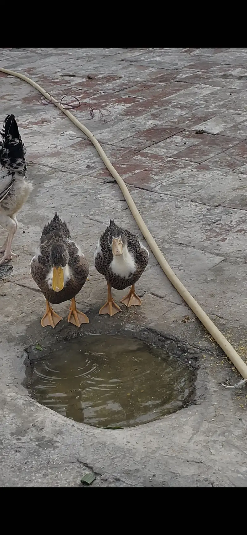 DUCKS FOR SALE 2 MALE 7 FEMALE — photo 3