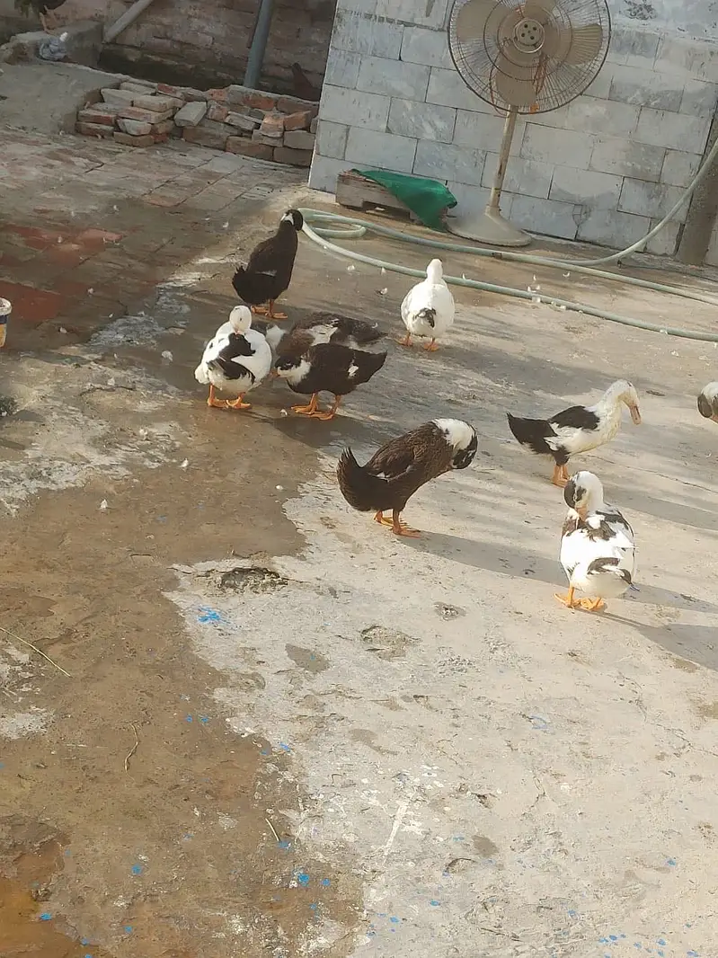 DUCKS FOR SALE 2 MALE 7 FEMALE — photo 4
