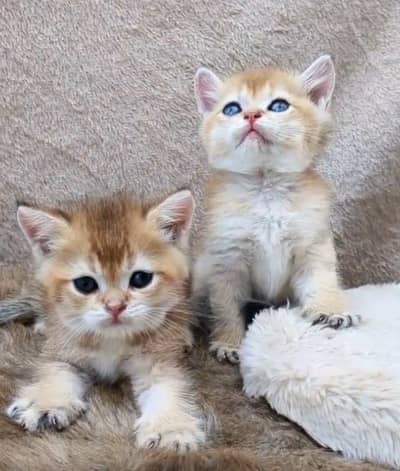 All breads Available Dogs and imported cats 03224546936 TheSkpets