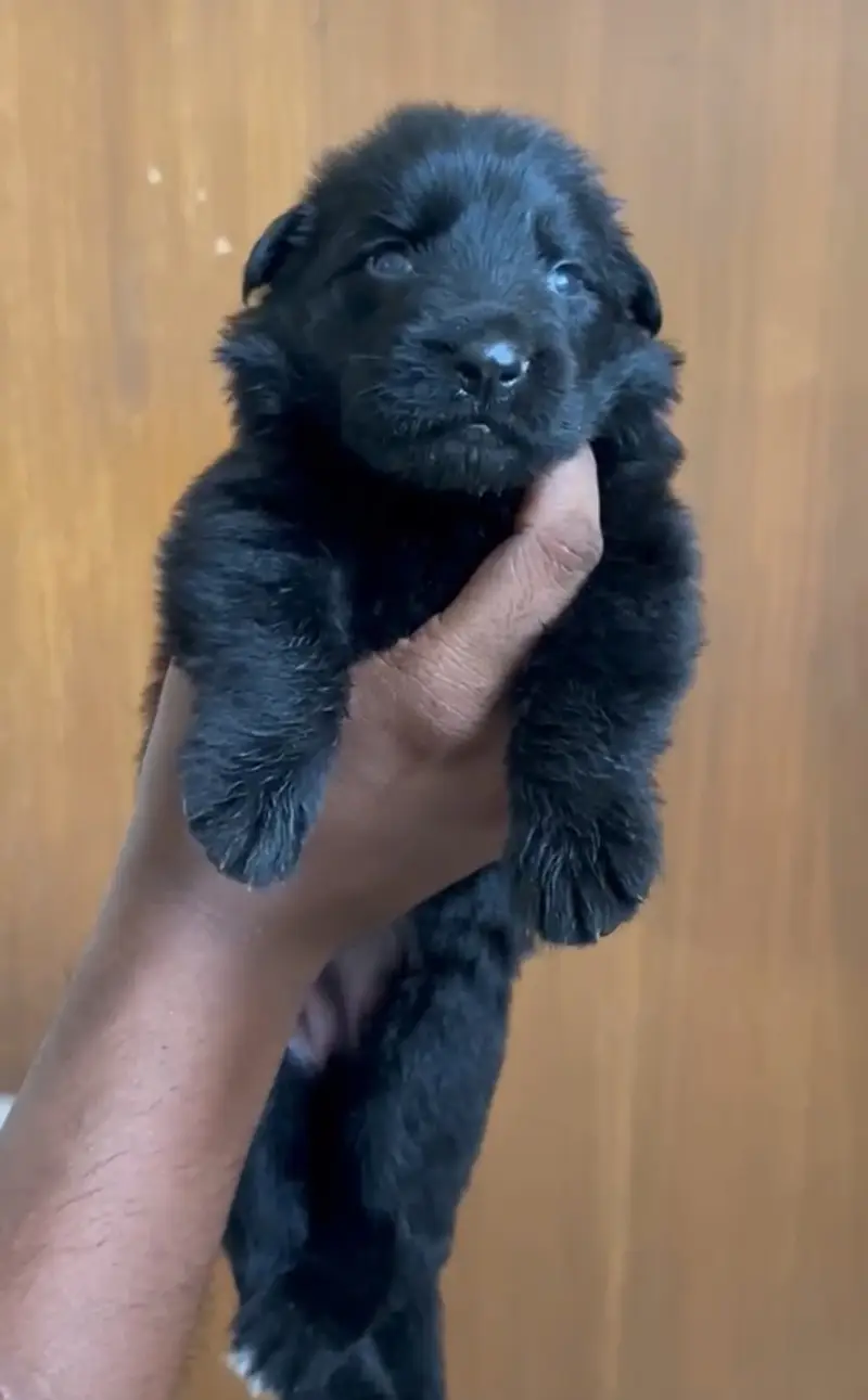 All breads Available Dogs and imported cats 03224546936 TheSkpets — photo 3