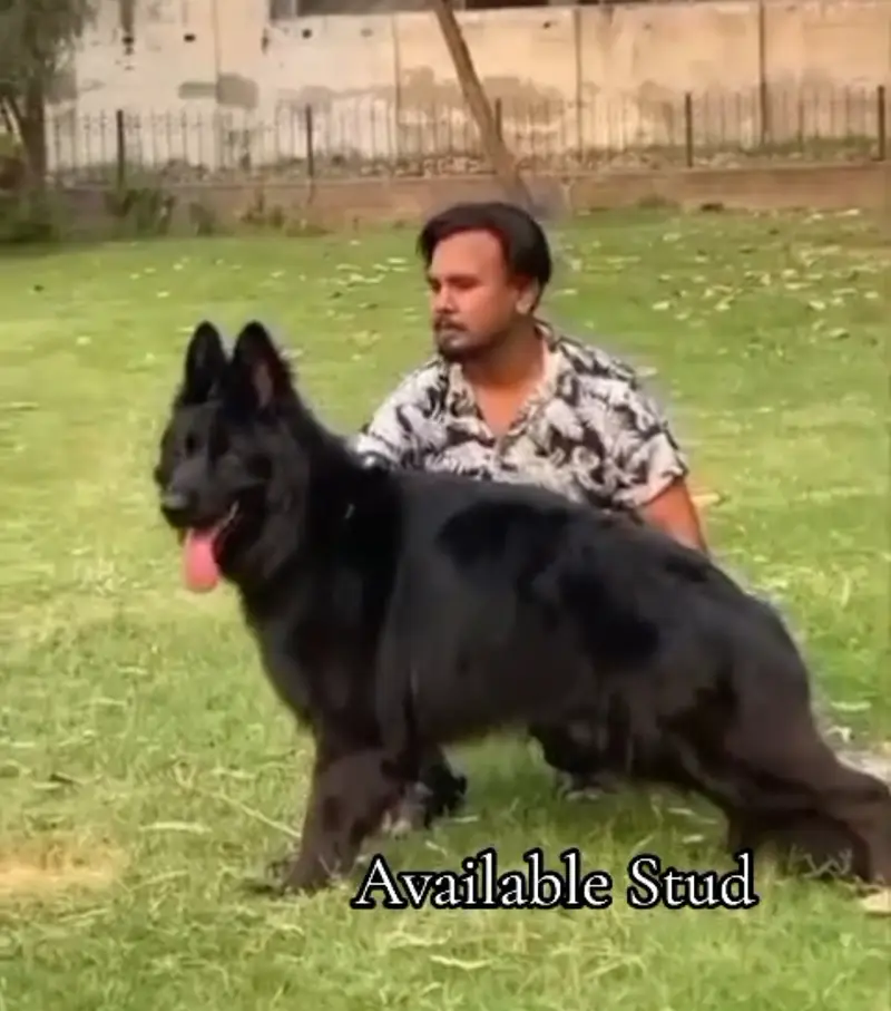 All breads Available Dogs and imported cats 03224546936 TheSkpets — photo 6