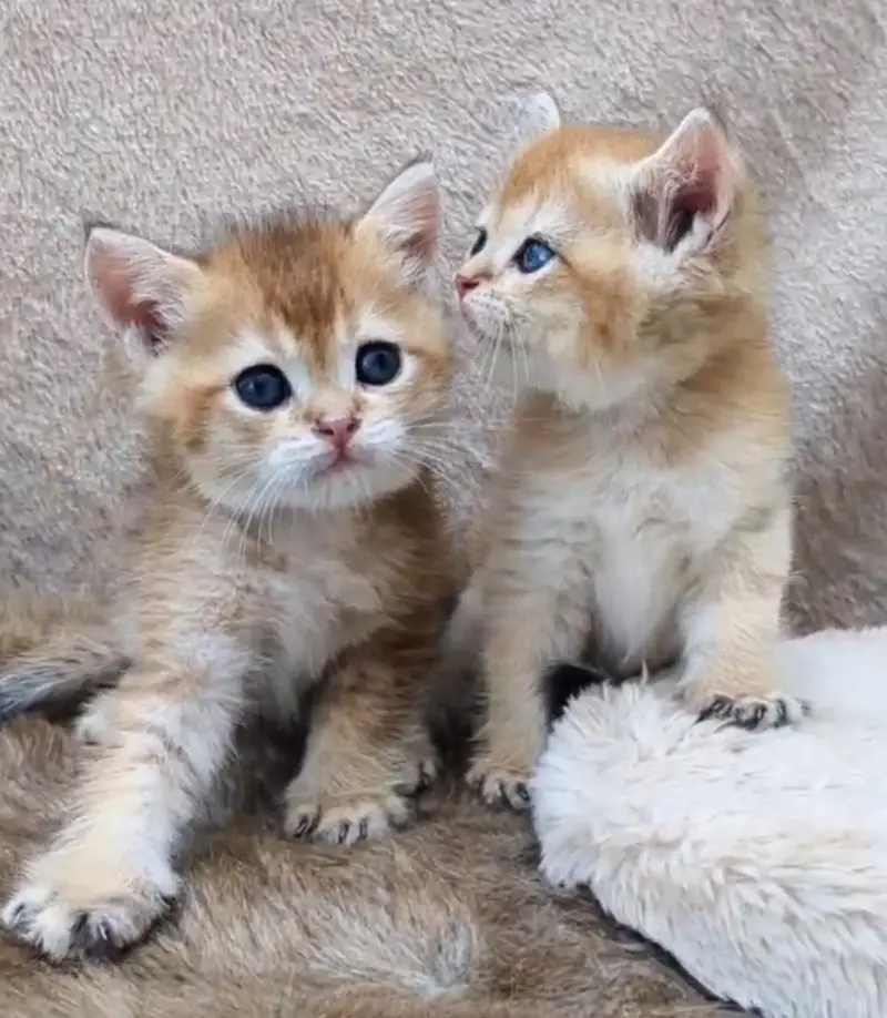 All breads Available Dogs and imported cats 03224546936 TheSkpets — photo 7