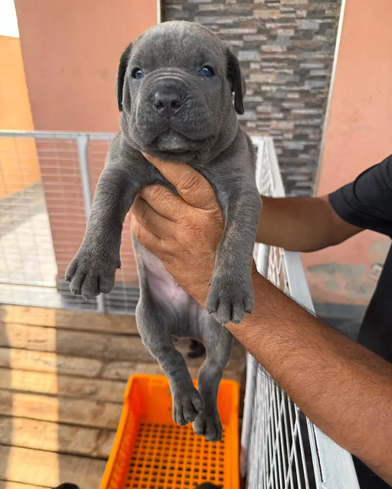 All breads Available Dogs and imported cats 03224546936 TheSkpets — photo 10