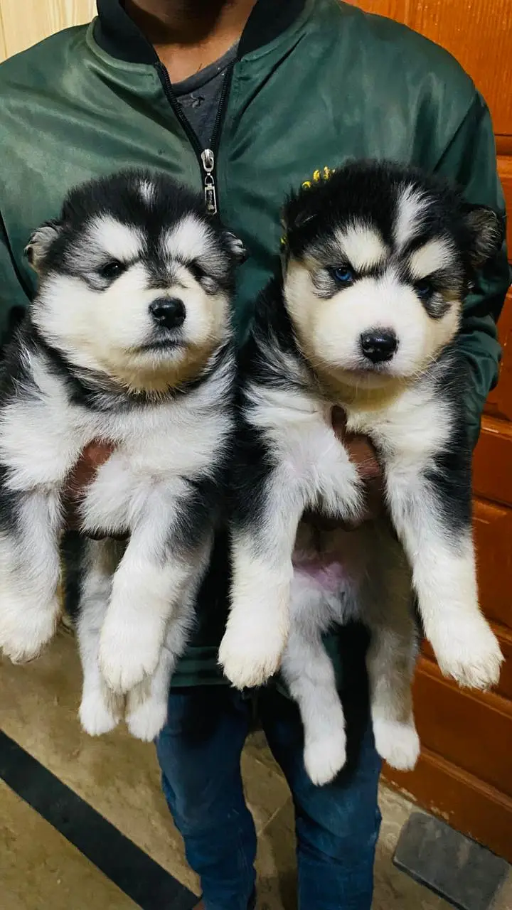 All breads Available Dogs and imported cats 03224546936 TheSkpets — photo 11