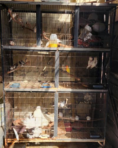 birds 6 portion cage 03098931233