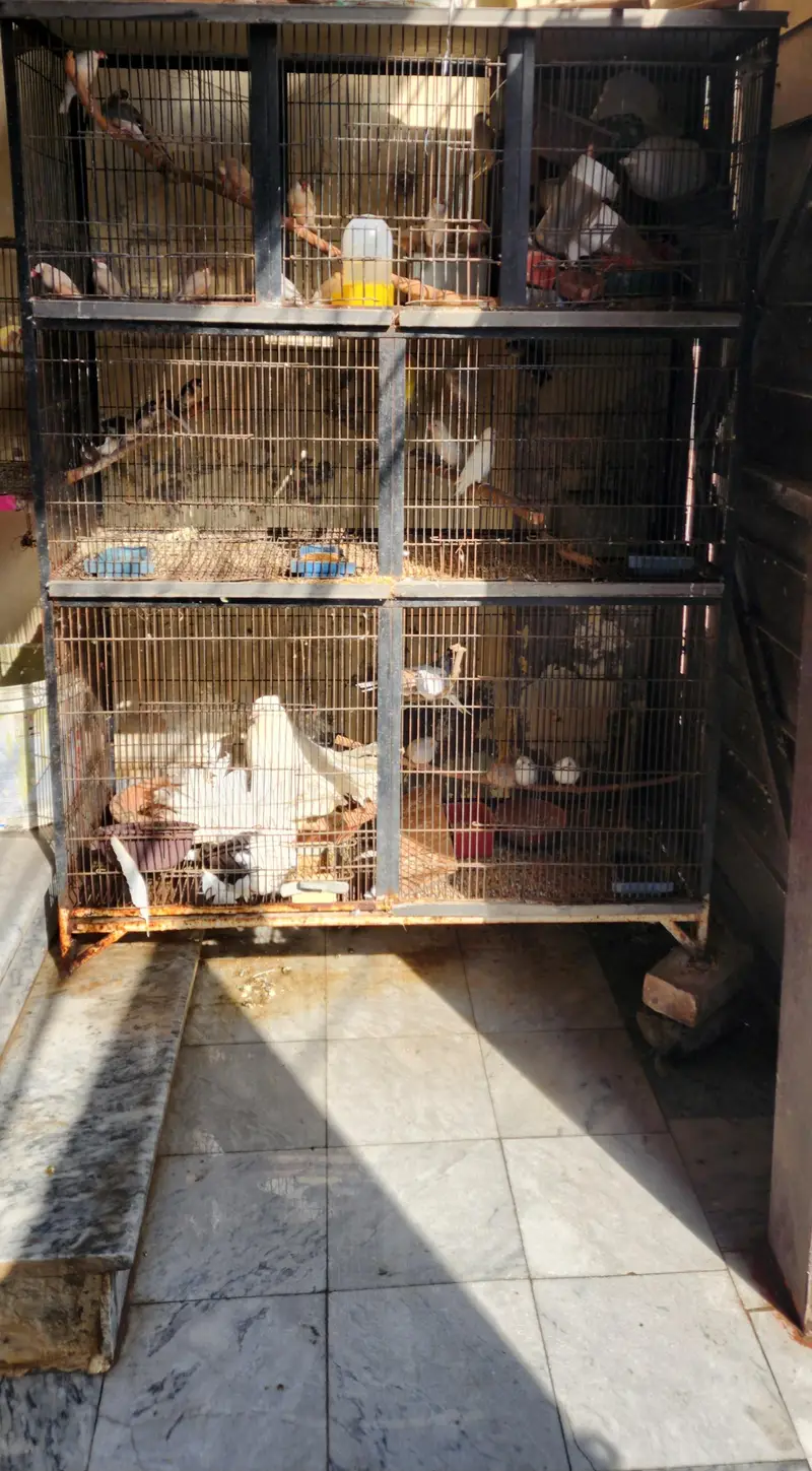 birds 6 portion cage 03098931233 — photo 2