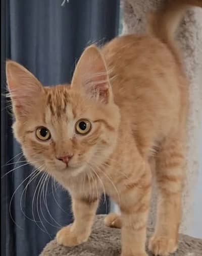 Persian Kitten Trained Ginger