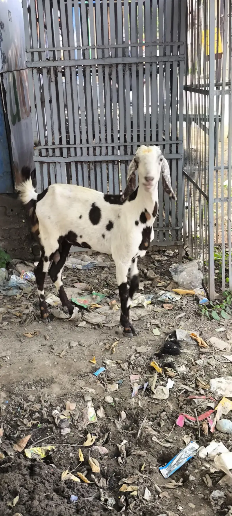 goats 2 bakriya for sale hy munsib price