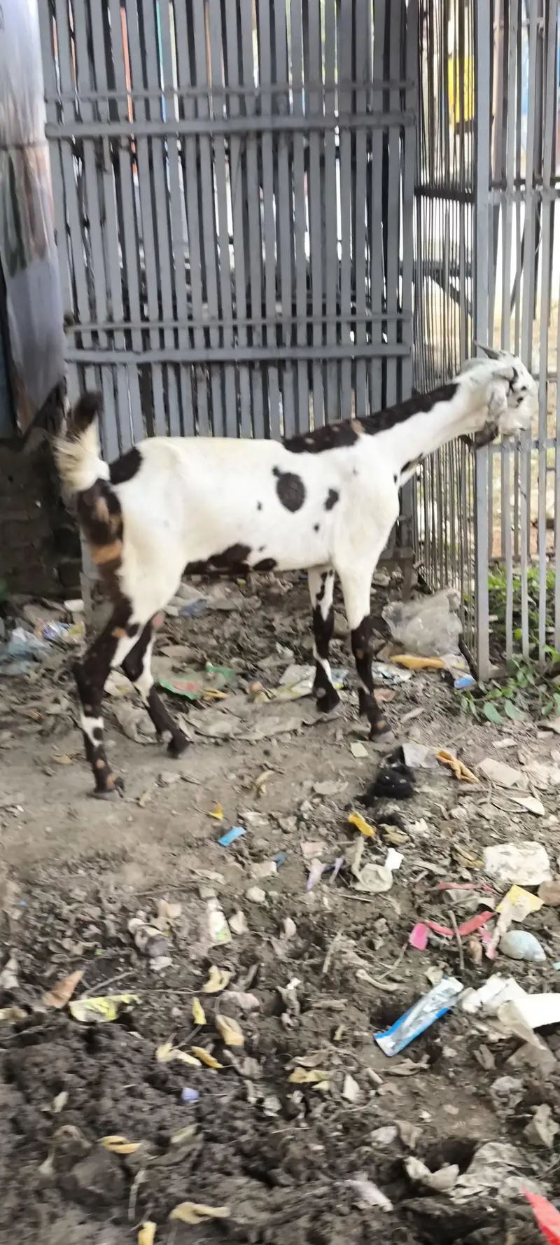 goats 2 bakriya for sale hy munsib price — photo 2