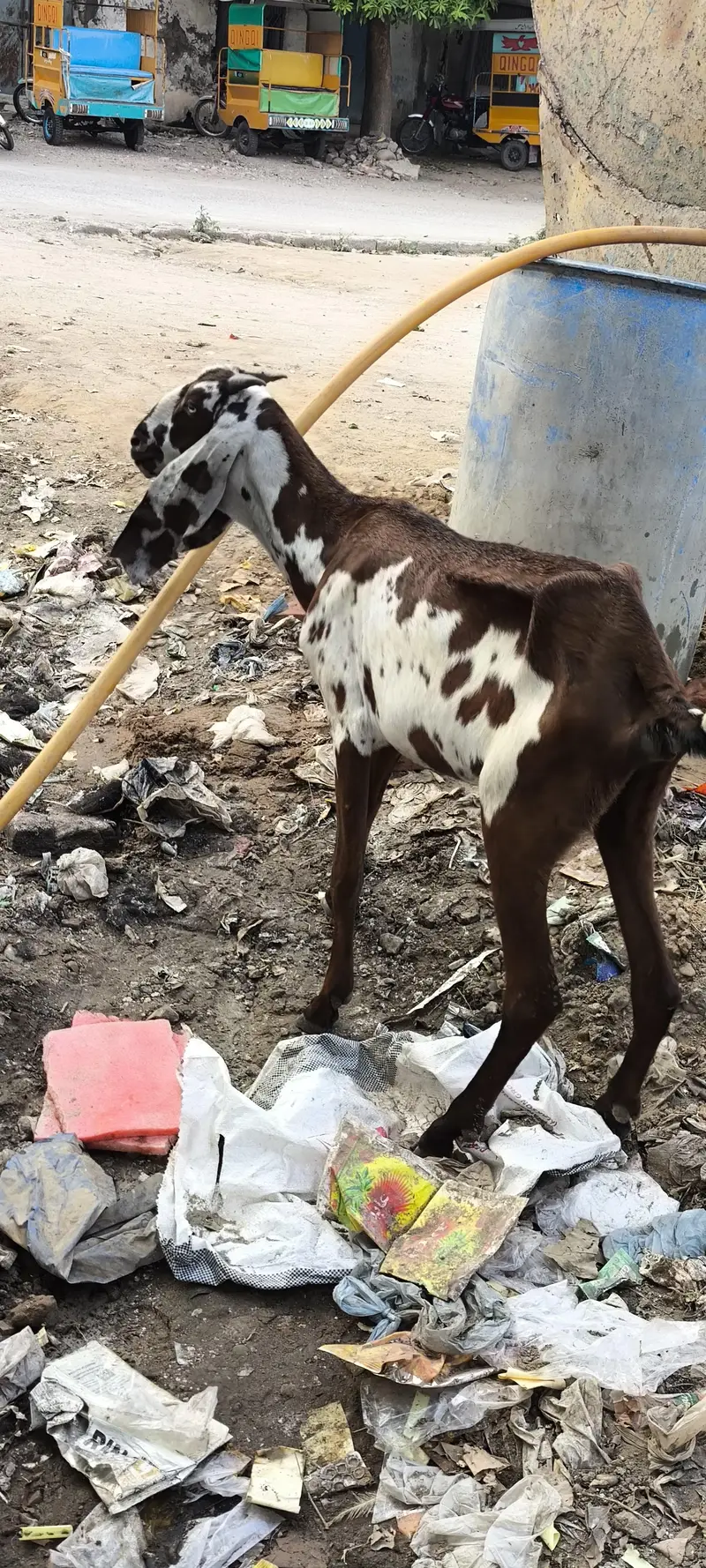 goats 2 bakriya for sale hy munsib price — photo 3