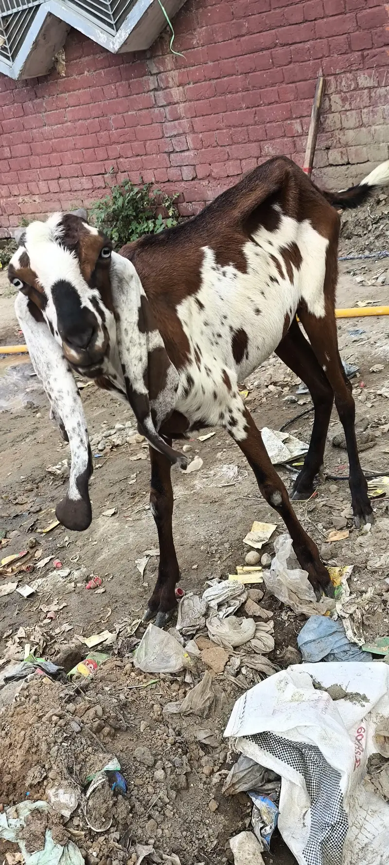 goats 2 bakriya for sale hy munsib price — photo 4