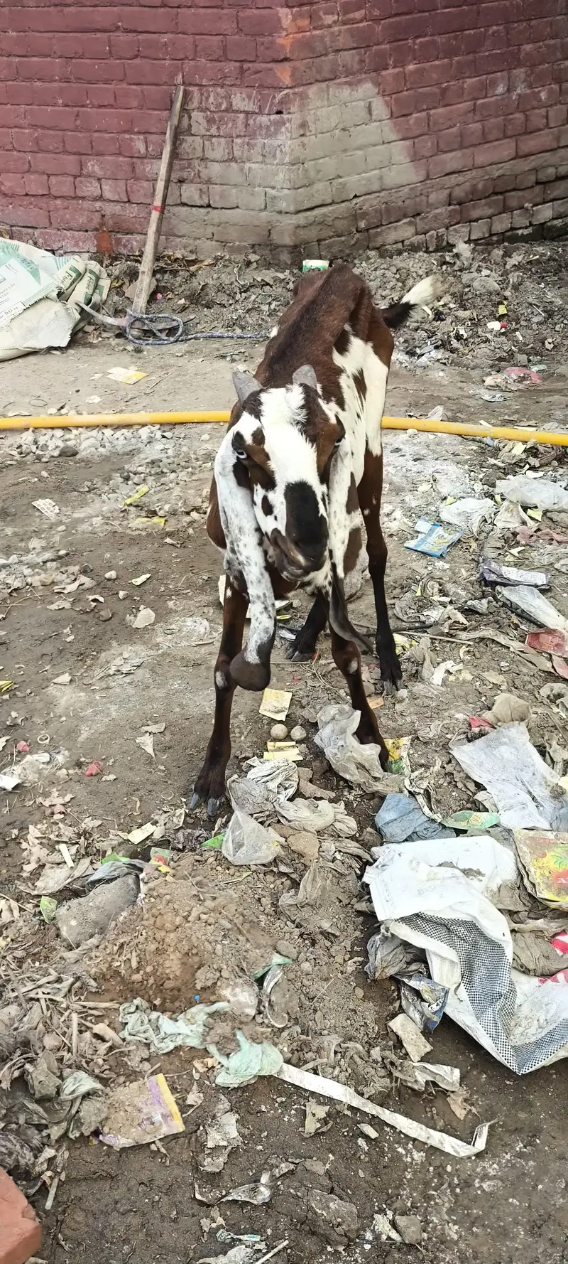 goats 2 bakriya for sale hy munsib price — photo 5